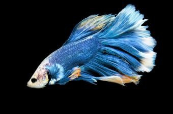 Nombres creativos para peces azules