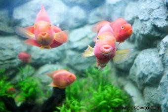 Nombres lindos de peces para tu nuevo pez mascota