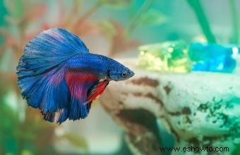 ¿Los peces Betta necesitan luz?