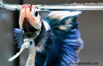 ¿Los peces Betta reconocen e interactúan con sus dueños?