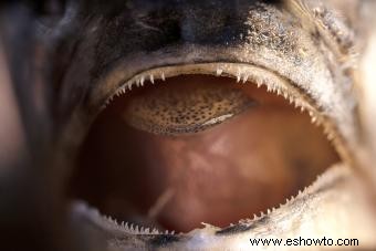 ¿Los peces tienen dientes?