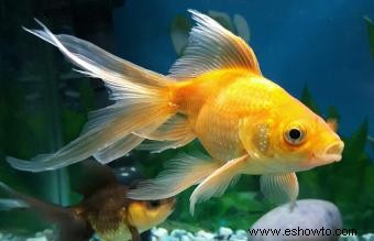 Enfermedades de los peces dorados y sus síntomas