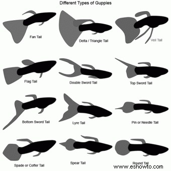 Tipos y especies de guppys