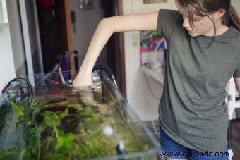 Cómo limpiar plantas de acuario:métodos seguros y efectivos