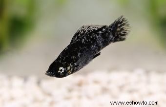 Peces portadores de vida que son buenas mascotas