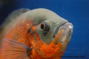 Preguntas sobre el pez Oscar
