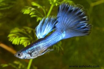 Cría y exhibición de guppies de exhibición