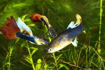 Cría y exhibición de guppies de exhibición