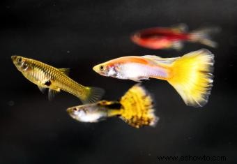 Cría y exhibición de guppies de exhibición