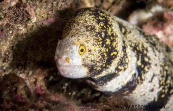 Perfil de anguila copo de nieve, cuidados y compatibilidad con tanques