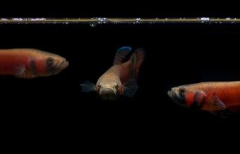 El pez Betta más raro:una guía colorida y completa