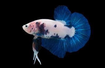 El pez Betta más raro:una guía colorida y completa