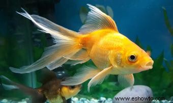 ¿Qué comen los peces dorados?