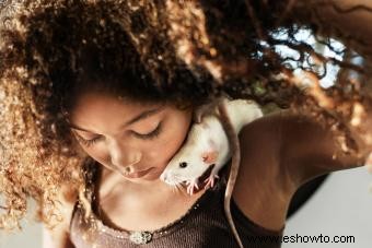 Ratas como mascotas:por qué la gente ama a estos pequeños roedores