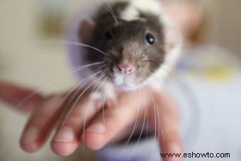 Ratas como mascotas:por qué la gente ama a estos pequeños roedores