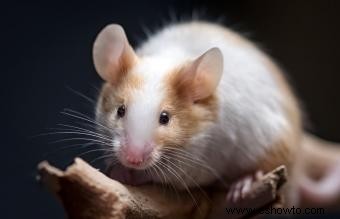 150 adorables nombres de ratones para mascotas