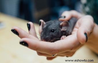 Guía de información, comportamiento y cuidados de la mascota Rata Dumbo