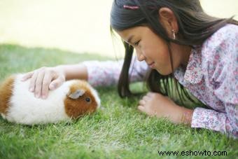 Conejillo de indias contra hámster como mascota