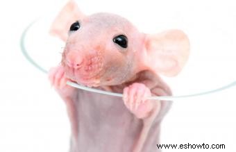 Datos, vida útil y guía de cuidado de las ratas mascotas sin pelo