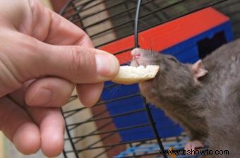 Palitos de tratamiento para ratones y ratas
