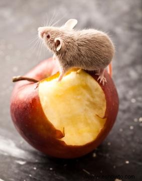 ¿Qué comen los ratones?