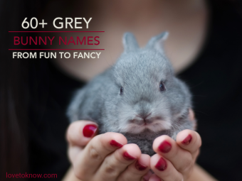 Más de 60 nombres de conejitos grises de diversión a fantasía