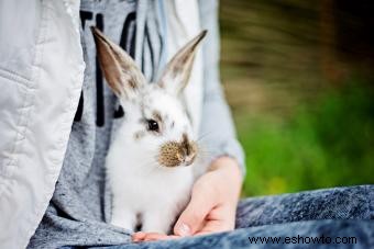 100 adorables nombres de conejos para tu amigo conejito