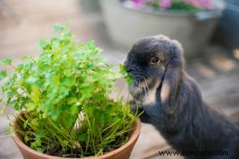 100 adorables nombres de conejos para tu amigo conejito