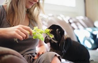 Más de 100 nombres de conejos divertidos y chiflados