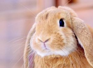 Más de 150 nombres de conejos femeninos, de únicos a famosos