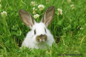 Más de 150 nombres de conejos femeninos, de únicos a famosos