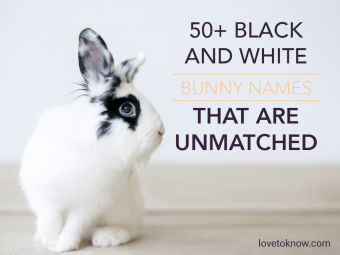 Más de 50 nombres de conejitos en blanco y negro que no tienen coincidencia