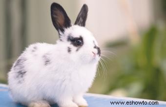 Más de 50 nombres de conejitos en blanco y negro que no tienen coincidencia