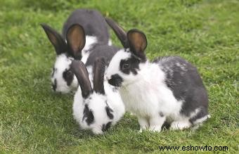 Más de 50 nombres de conejitos en blanco y negro que no tienen coincidencia