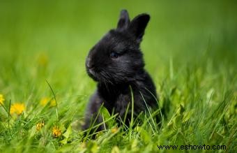 Más de 50 nombres de conejos negros, de duros a divertidos
