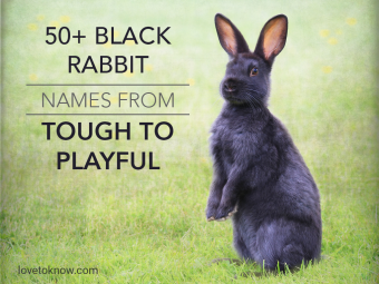 Más de 50 nombres de conejos negros, de duros a divertidos