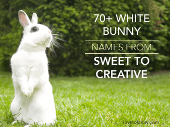 Más de 70 nombres de conejitos blancos, de dulces a creativos
