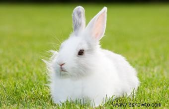 Más de 70 nombres de conejitos blancos, de dulces a creativos