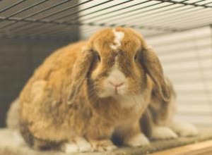9 mejores jaulas para conejos para mascotas seguras y felices