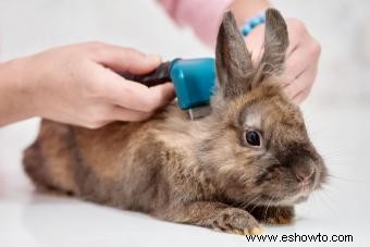 Guía básica de cuidado de conejos domésticos para nuevos propietarios