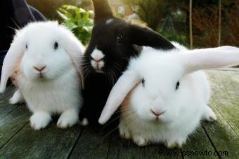 Guía básica de cuidado de conejos domésticos para nuevos propietarios