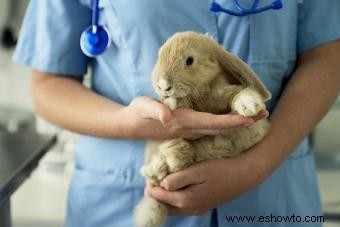 Guía básica de cuidado de conejos domésticos para nuevos propietarios