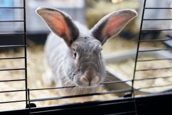 Guía básica de cuidado de conejos domésticos para nuevos propietarios