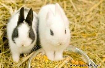 Las mejores marcas de alimentos para conejos para una mascota saludable