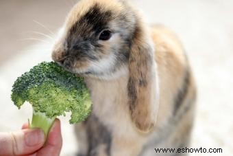 Cuidado y alimentación de conejos domésticos