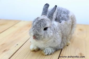 Cuidado de los conejos enanos holandeses