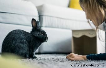 Juguetes de bricolaje para conejos:ideas sencillas y asequibles