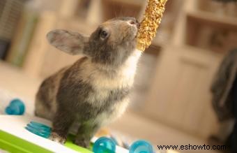 Juguetes de bricolaje para conejos:ideas sencillas y asequibles