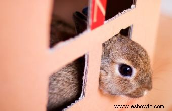 Juguetes de bricolaje para conejos:ideas sencillas y asequibles