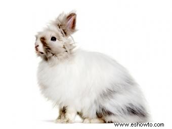 Conejos de angora franceses